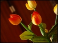 aj v zime máme tulipány ;)