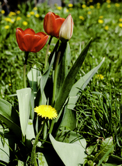Tulipán