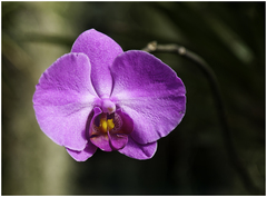 Orchidea