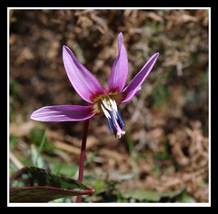 Erythronium dens-canis L.