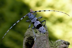 Rosalia alpina
