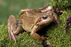 Rana temporaria