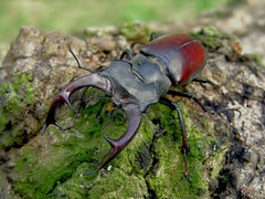 Lucanus  cervus