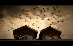 FREE LIKE BIRDS