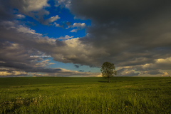 ALONETREE