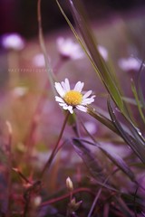Get the flower
