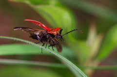 Odlet červenáčika
