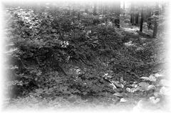 Zabudnutá cestička