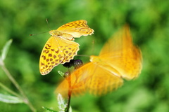 Randenie na zelenom mori