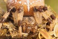 Pre arachnofóbikov