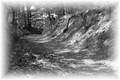 Cesta v lese
