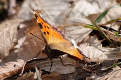 Očká len pre futbal
