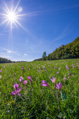 Všade samé jesienky