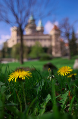 Hry s pozadím - púpavy