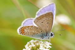 Odpočinok na kvietkoch