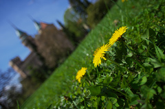 Hry s pozadím - púpavy