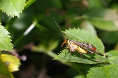 Srpica
