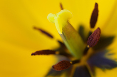 Tulipán