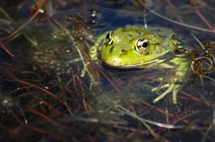 Ktorá mi dá pusinku?