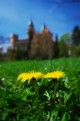 Hry s pozadím - púpavy