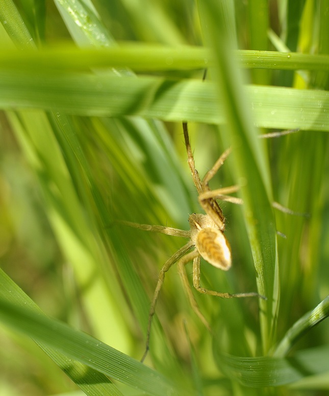 Pavúk v tráve