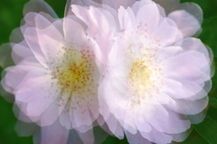 Ruže (multiexpozícia)