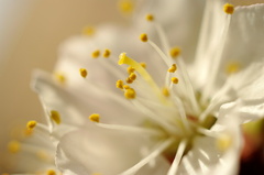 Marhuľový kvietok 1