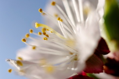 Marhuľový kvietok 2