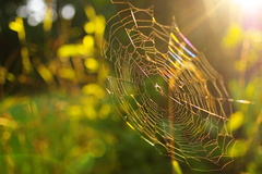 Letný večer na lúke