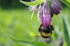Chlpáčik na raňajkách