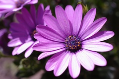 Osteospermum