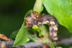 ...postavím si dom...