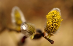 Jahňady s tyčinkami