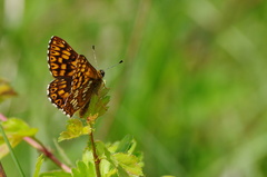 Hájovník prvosienkový