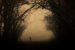 Lost in the Mist