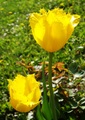 "Strapcové" tulipány 