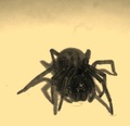Pavúk v sépii (a prachu:)