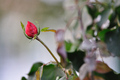 Decembrová ruža
