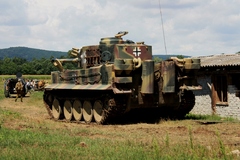 Tiger spiaci