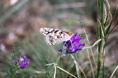 Motýlik