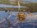 Bufo bufo