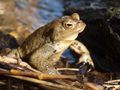 Bufo bufo 2