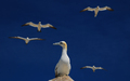 Gannets