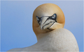 Gannet - portret