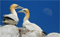 Gannets  - Morus Bassanus