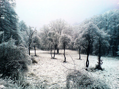 Inovat
