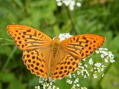 motyl