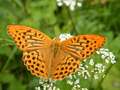 motyl