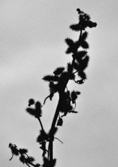 Burina...