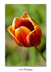 Tulipán